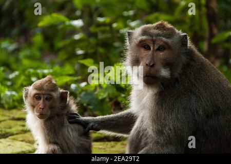 Ein krabbenfressender Makak (macaca fascicularis) Blick auf die Kamera, während sie ihr Baby in Sangeh pflegen Affenwald in Bali Stockfoto