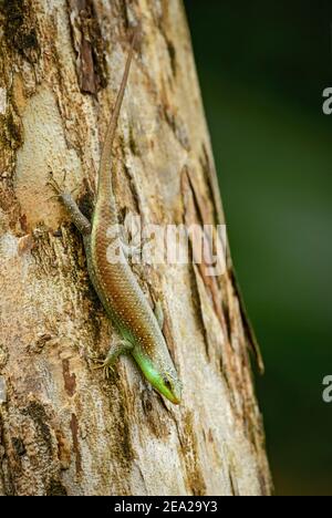 Olive Tree Skink – Dasia olivacea, schüchterne Eidechse aus südlichsten asiatischen Wäldern und Wäldern, Thailand. Stockfoto