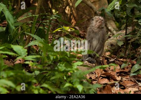 Ein krabbenfressender Makak (macaca fascicularis) Allein sitzen und sich mit einem traurigen Gesicht umsehen Sangeh Monkey Forest in Bali Stockfoto