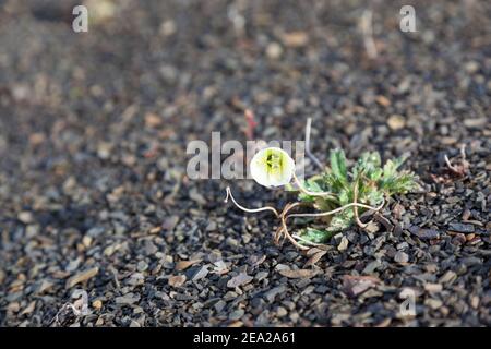 Eine Mohnblume in Svalbard ( Papaver dahlianum) in Svalbard. Flora arktische von Norwegen Stockfoto