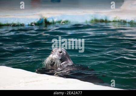 TROMSO, NORWEGEN - Juli 28 2012: Nahaufnahme der Robbe im Aquaaquarium von Polaria in der Stadt Tromso in Nordnorwegen Stockfoto