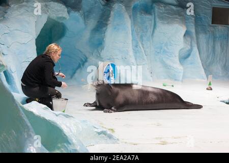 TROMSO, NORWEGEN - Juli 28 2012: Weibliche Ausbilderin für eine Robbe im Aquarium Polaria in Tromsø im Norden Norwegens Stockfoto