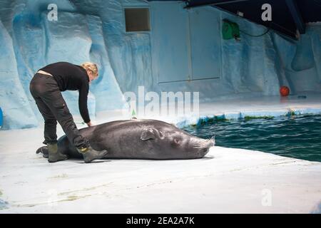 TROMSO, NORWEGEN - Juli 28 2012: Weibliche Ausbilderin für eine Robbe im Aquarium Polaria in Tromsø im Norden Norwegens Stockfoto