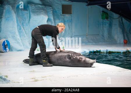 TROMSO, NORWEGEN - Juli 28 2012: Weibliche Ausbilderin für eine Robbe im Aquarium Polaria in Tromsø im Norden Norwegens. Halter streichelte Dichtungsbauch Stockfoto