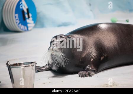 TROMSO, NORWEGEN - Juli 28 2012: Nahaufnahme der Robbe im Aquaaquarium von Polaria in der Stadt Tromso in Nordnorwegen Stockfoto