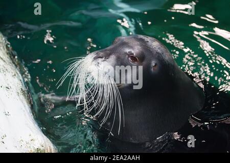 TROMSO, NORWEGEN - Juli 28 2012: Nahaufnahme der Robbe im Aquaaquarium von Polaria in der Stadt Tromso in Nordnorwegen Stockfoto