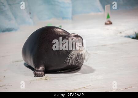 TROMSO, NORWEGEN - Juli 28 2012: Nahaufnahme der Robbe im Aquaaquarium von Polaria in der Stadt Tromso in Nordnorwegen Stockfoto