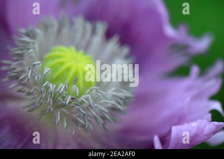 Schlafmohn (Papaver Somniferum) Stockfoto