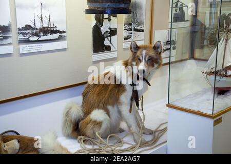 TROMSO, NORWEGEN - JULI 28 2012: Schlittenhund des norwegischen Entdeckers der Polarregionen Roald Amundsen ist im Polarmuseum. Amundsens Expeditionsschiff c Stockfoto