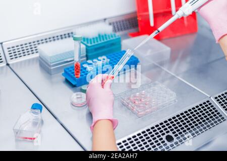 Der Fachwissenschaftler hält Becher mit roter Flüssigkeit und führt PCR durch Analyse und immunologische Prüfung auf Antikörper ELISA in einem sterilen Professionelle Labo Stockfoto