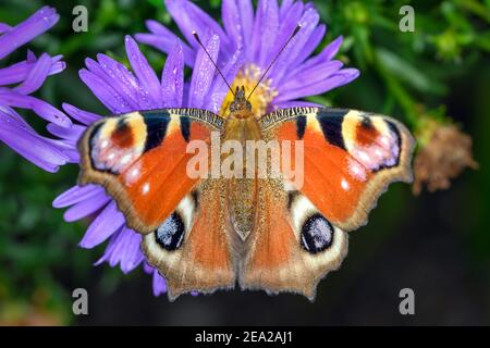 Europäischer Pfauenschmetterling - Aglais-io - auf der Blüte ruhend Einer Asterblume Stockfoto