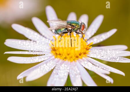 Lucilia sericata - gemeine grüne Flaschenfliege ruht auf Eine Blüte einer Gänseblümchen - Leucanthemum vulgare Stockfoto