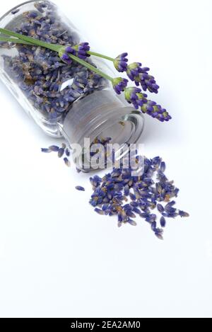 Getrocknete Lavendelblüten (Lavandula angustifolia) in der Flasche Stockfoto