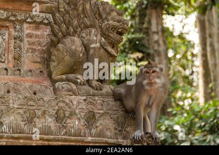 Ein Affe (macaca fascicularis) Sitzen auf den Armen auf einer Statue auf Sang Affe Wald in Bali Stockfoto