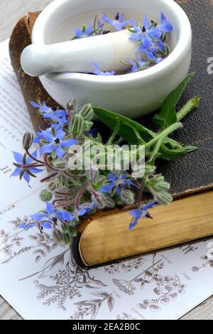 Borretsch (Borago officinalis), auf altem Buch und Reibschale mit Blumen Stockfoto