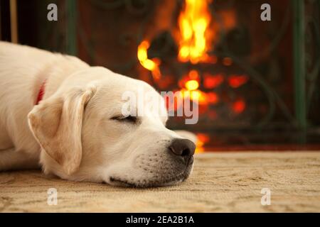 Ein gelber labrador Retriever Welpe schläft vor einem brüllenden Feuer. Stockfoto