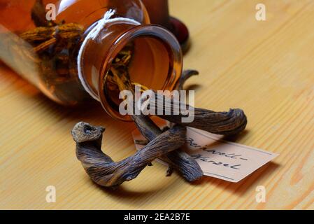 Flasche mit getrockneten Wurzeln, Gemeine Beinwell (Symphytum officinale) Stockfoto