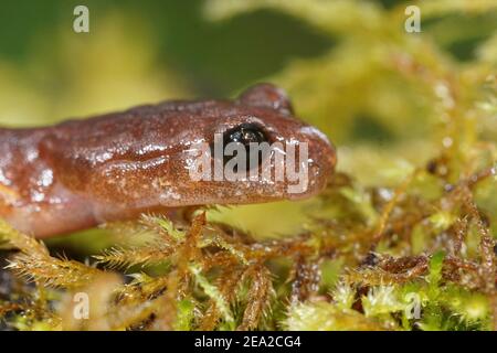 Nahaufnahme des Kopfes einer gemeinsamen Ensatina eschschscholtzii Von North Oregon Stockfoto