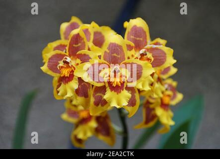 Nahaufnahme der Gruppe der roten und gelben Tiger Orchideenblüten Stockfoto