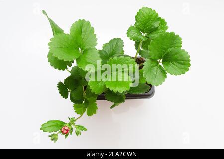 Erdbeerpflanzen in einem Topf auf hellem Hintergrund. Draufsicht. Stockfoto