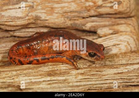 Ein schönes orange rotes Exemplar der ecommon Ensatina eschschscholtzii intermediate Formular Stockfoto