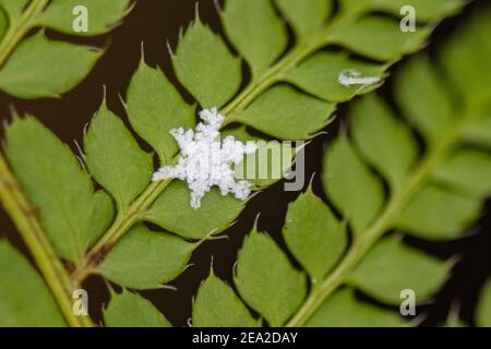 Killearn, Stirling, Schottland, Großbritannien. Februar 2021, 7th. UK Wetter - schöne individuelle Stern geformte Schneeflocken fielen in Killearn, Stirling heute während einer leichten Schneeschauer. Im Bild - eine kleine Schneeflocke auf einem Farnblatt Credit: Kay Roxby/Alamy Live News Stockfoto