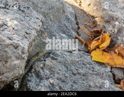 Wiesenotter, Orsini Viper (Vipera Ursinii), liegend auf einem Felsen, Kroatien, Velebit Stockfoto