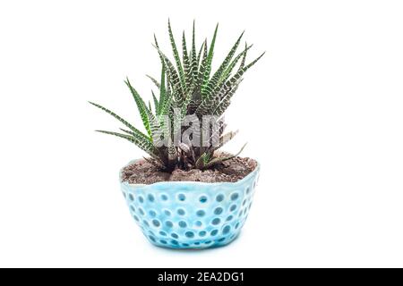 Haworthia fasciata Zimmerpflanze in handgefertigtem Keramiktopf. Hobby- und Gartenkonzept Stockfoto