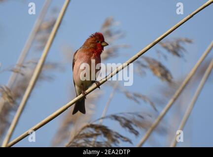 Männliche Rotschnauze (Carpodacus erythrinus) mit einem schönen roten Kopf. Stockfoto