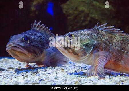 Schwarzbauch-Rotbarsch unter Wasser aus nächster Nähe. Aquarium in der Stadt Heraklion auf Kreta in Griechenland Stockfoto