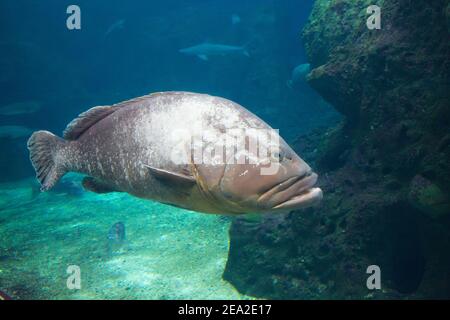 CretAquarium. Dusky Grouper unter Wasser close up.Aquarium in der Stadt Heraklion auf Kreta in Griechenland Stockfoto