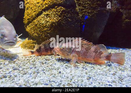 Schwarzbauch-Rotbarsch und Dusky Grouper sind unter Wasser aus nächster Nähe. Aquarium in der Stadt Heraklion auf Kreta in Griechenland Stockfoto