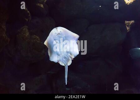 Stingray (Kuckuckray) aus der Nähe ist unter Wasser. CretAquarium. Aquarium befindet sich in der Stadt Heraklion auf Kreta in Griechenland Stockfoto