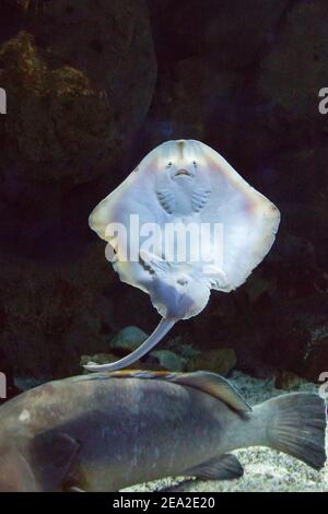 Stingray (Kuckuckrochen) und Fische aus nächster Nähe sind unter Wasser. CretAquarium. Aquarium befindet sich in der Stadt Heraklion auf Kreta in Griechenland Stockfoto