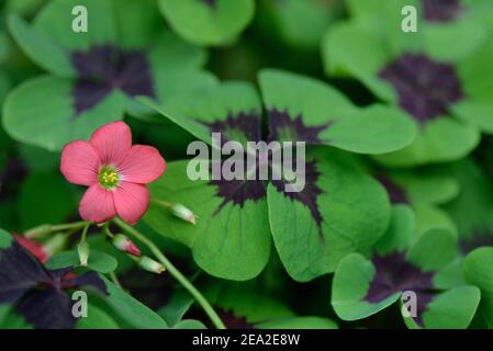 Lucky Clover (Oxalis deppei) Stockfoto