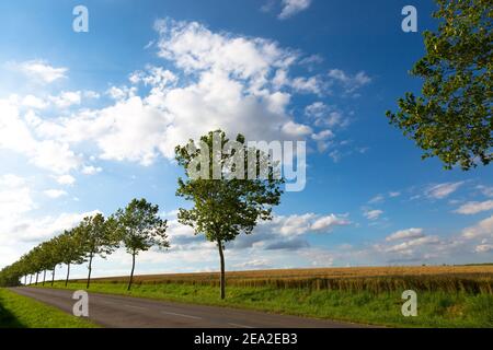 Ein Streifen von Bäumen entlang der Straße gegen ein Blau Himmel Stockfoto