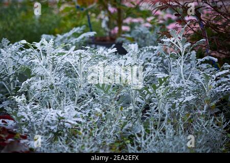 Silber Ragwürzepflanze Blätter ( jacobaea maritima ) Stockfoto