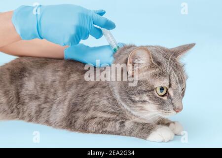 Tierarzt macht eine Injektion in den Widerrist einer erwachsenen Katze. Das Konzept der Haustiere Chipping und Impfen Stockfoto