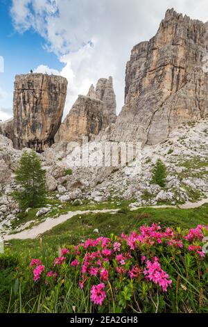 Blüte der Rhododendron-Pflanze in der Nähe der Berggipfel der Cinque Torri. Die Ampezzo Dolomiten. Venetien. Italien. Europa. Stockfoto