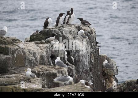 Kittiwakes (Rissa tridactyla), Razorbills (Alca torda) und Guillemots (Uria aalge) Stockfoto