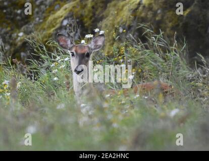 Rotschwanzhirsche (Odocoileus virginianus) Rehe im Grasfeld. Stockfoto