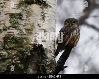 Eurasische Zwergeule (Glaucidium passerinum) auf einem Zweig sitzend auf der Suche nach Beute. Stockfoto