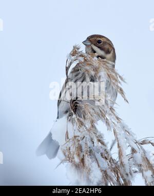 Schilfbunker (Emberiza schoeniclus), die auf einem verschneiten Schilf fressen. Stockfoto