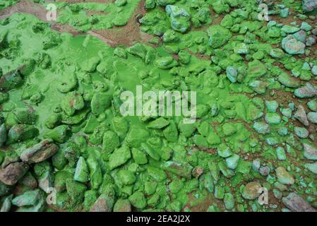 Blaualgen (Cyanobakterien) am Strand von Caripi, Amazonasgebiet von Barcarena, Pará State, Brasilien. Stockfoto