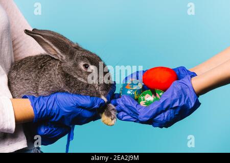 Coronavirus und Osterferien. Hände in schützenden medizinischen Handschuhen mit einem ultimativen grauen Kaninchen und bemalten Ostereiern in den Händen. Pandemie Stockfoto