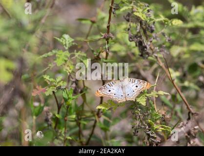 Weißer Pfauenfalter, Anartia jatrophae, alleinstehend auf Vegetation ruhend, Kuba Stockfoto