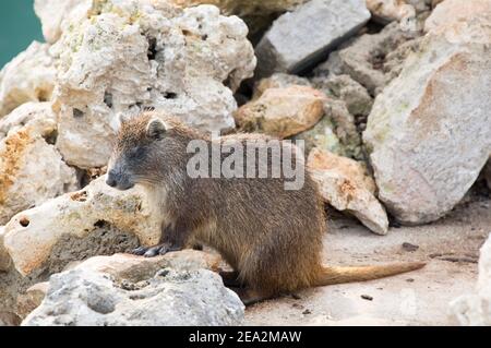 Cuban Hutia oder Desmarest's Hutia, Capromys pilorides, Single adult sitting amonst rocks, La Boca Crocodile Farm, Zapata, Matanzas, Kuba (gefangen) Stockfoto