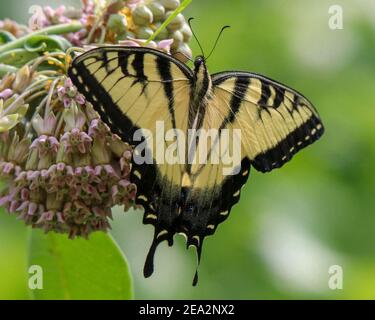 Gelber Schwalbenschwanz Schmetterling auf Blume Stockfoto