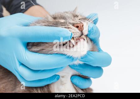 Tierarzt Zahnarzt überprüft den Zustand und die Gesundheit der Zähne der Katze in der Klinik. Gesundheit und Langlebigkeit Ihres Haustieres Stockfoto