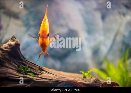 Nahaufnahme der wunderschönen roten Melone Diskus Aquarium Fische isoliert auf blauem Hintergrund. Hobby-Konzept. Stockfoto